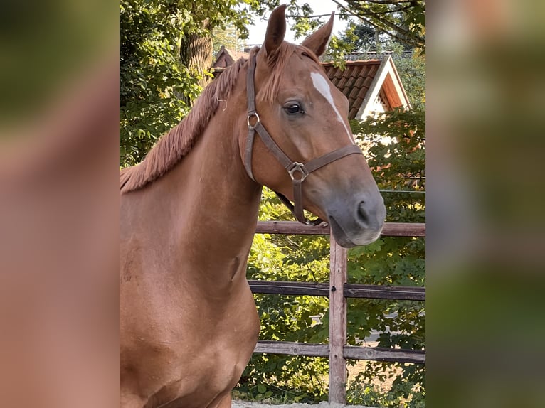 Hannoveraan Ruin 3 Jaar 166 cm Vos in Wagenfeld