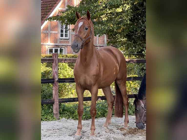 Hannoveraan Ruin 3 Jaar 166 cm Vos in Wagenfeld