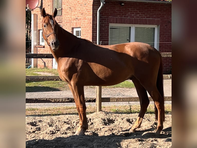 Hannoveraan Ruin 3 Jaar 166 cm Vos in Wagenfeld