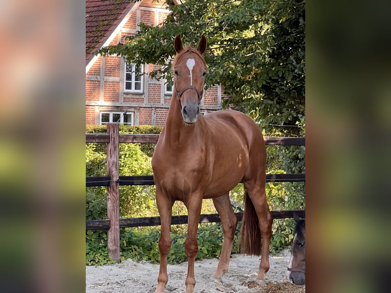 Hannoveraan Ruin 3 Jaar 166 cm Vos in Wagenfeld