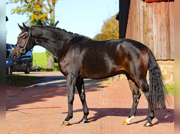 Hannoveraan Ruin 3 Jaar 166 cm Zwartbruin in Bramsche