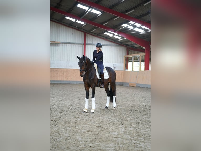 Hannoveraan Ruin 3 Jaar 167 cm Bruin in Köhn