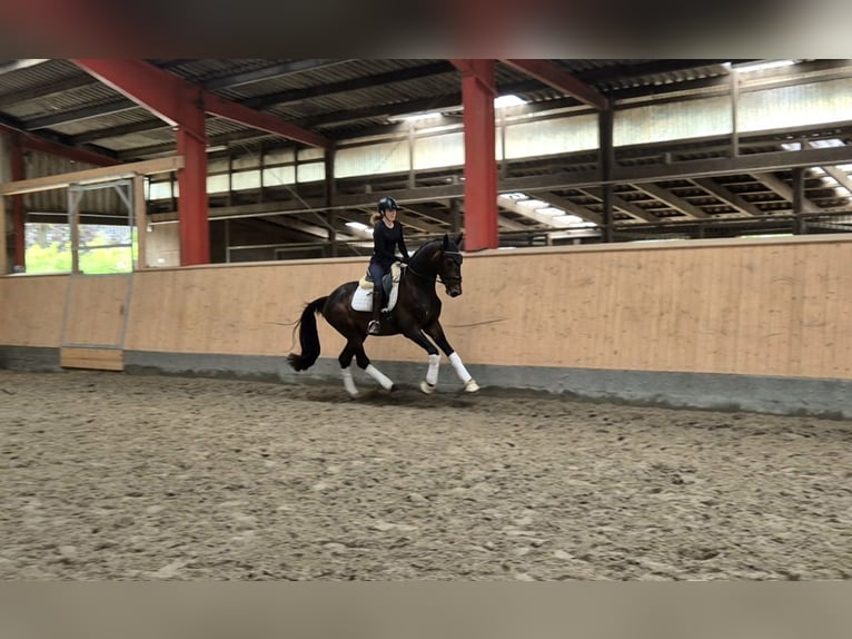 Hannoveraan Ruin 3 Jaar 167 cm Bruin in Köhn