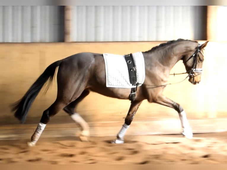 Hannoveraan Ruin 3 Jaar 167 cm Bruin in Fredenbeck