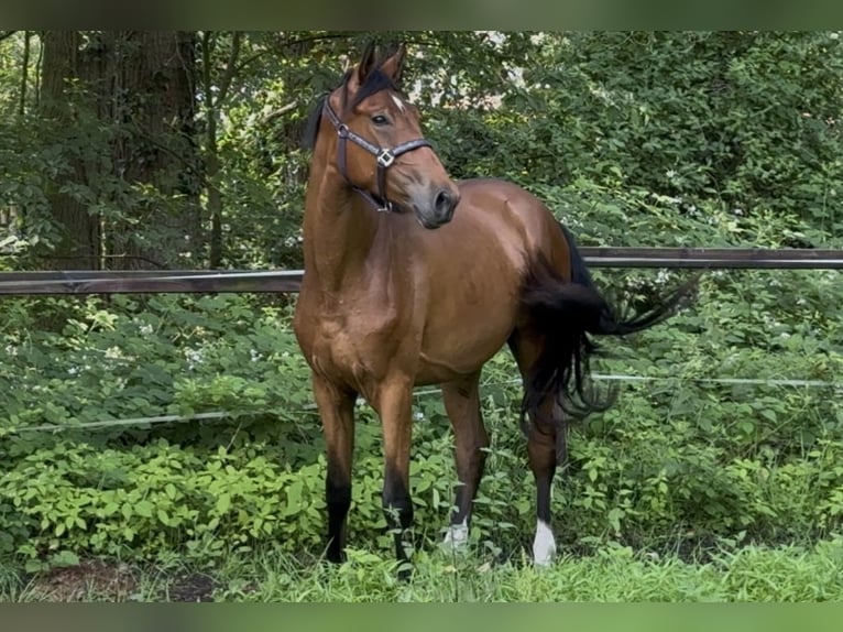Hannoveraan Ruin 3 Jaar 167 cm Bruin in Isernhagen