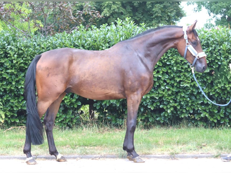 Hannoveraan Ruin 3 Jaar 167 cm Bruin in Selsingen
