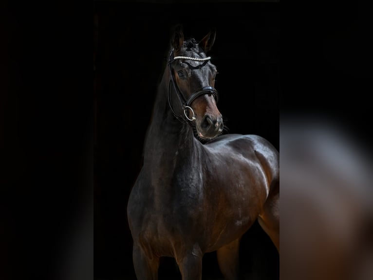 Hannoveraan Ruin 3 Jaar 167 cm Bruin in Tauberrettersheim