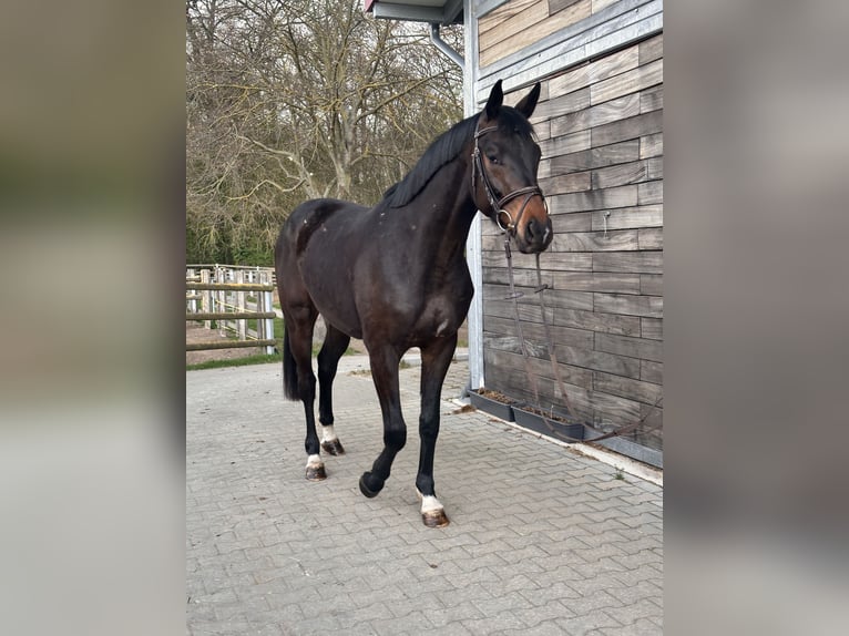 Hannoveraan Ruin 3 Jaar 167 cm Donkerbruin in Leipzig