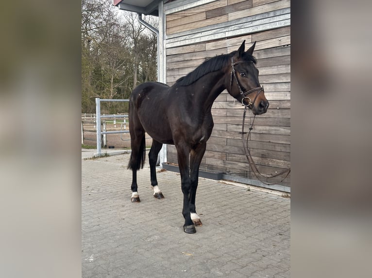 Hannoveraan Ruin 3 Jaar 167 cm Donkerbruin in Leipzig