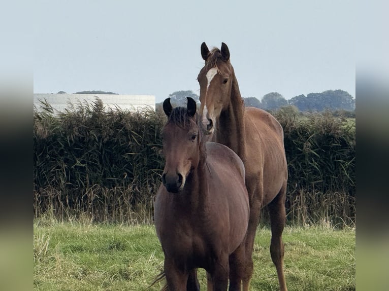Hannoveraan Ruin 3 Jaar 167 cm Donkerbruin in Hohenbrunn