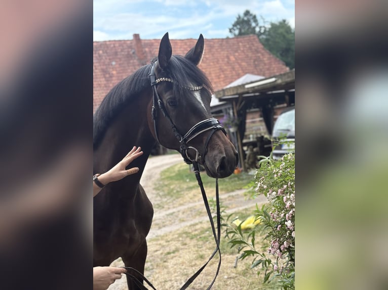 Hannoveraan Ruin 3 Jaar 167 cm Donkerbruin in Kirchlinteln