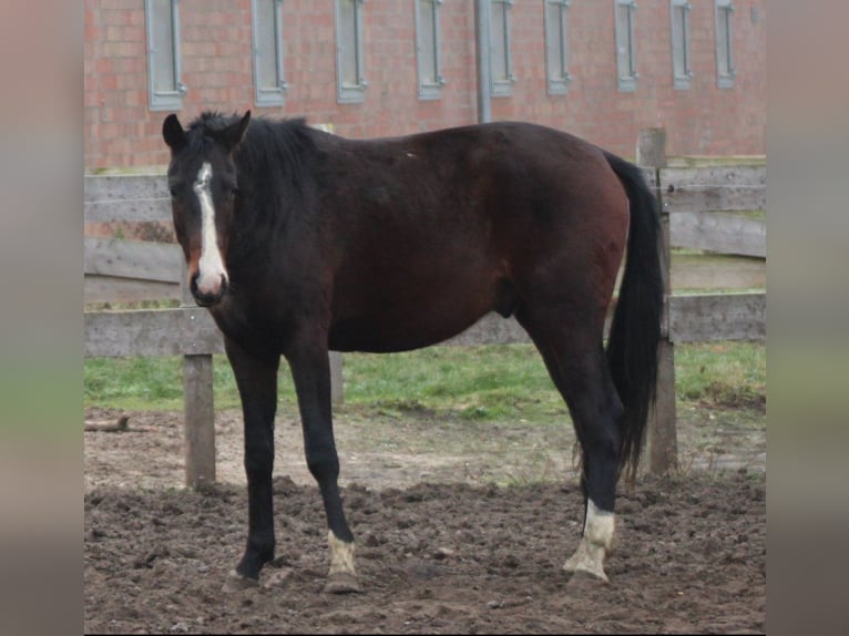 Hannoveraan Ruin 3 Jaar 167 cm Donkerbruin in Deinstedt