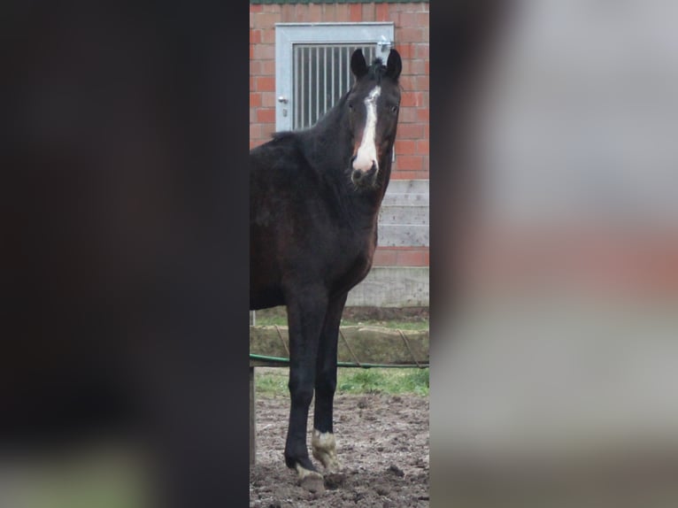 Hannoveraan Ruin 3 Jaar 167 cm Donkerbruin in Deinstedt