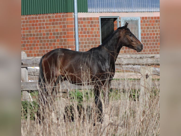 Hannoveraan Ruin 3 Jaar 167 cm Donkerbruin in Deinstedt
