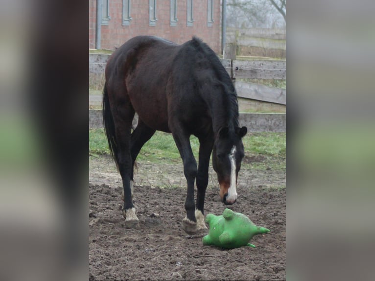 Hannoveraan Ruin 3 Jaar 167 cm Donkerbruin in Deinstedt
