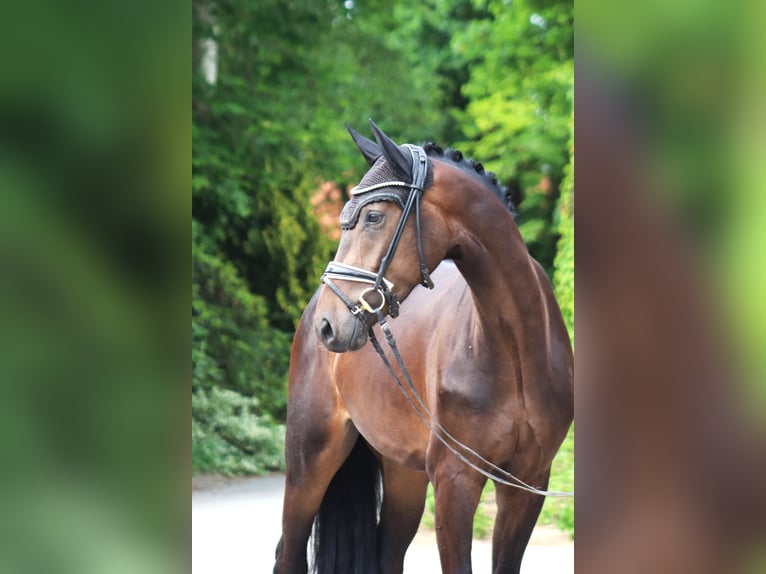Hannoveraan Ruin 3 Jaar 167 cm Donkerbruin in Ree&#xDF;um