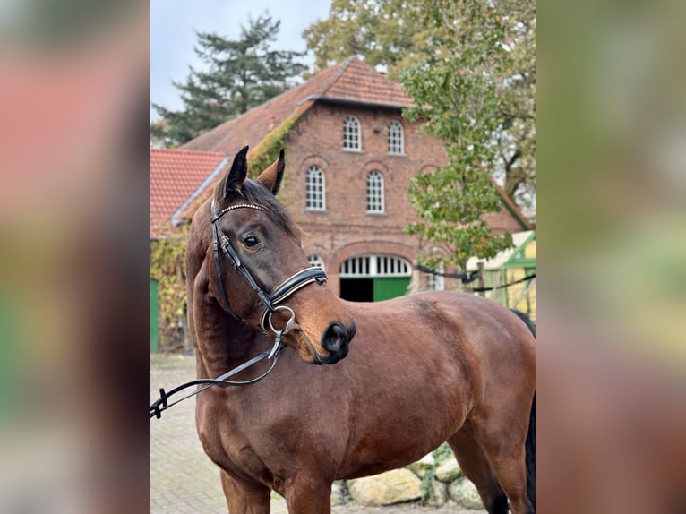 Hannoveraan Ruin 3 Jaar 168 cm Bruin in Schwanewede