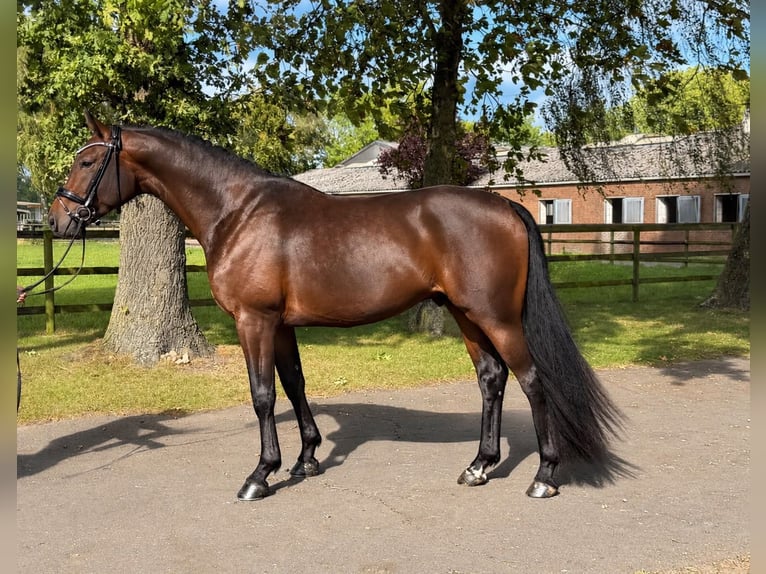 Hannoveraan Ruin 3 Jaar 168 cm Bruin in Weyhe
