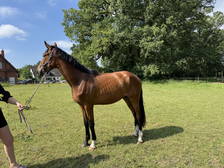 Hannoveraan Ruin 3 Jaar 168 cm Bruin in Isernhagen