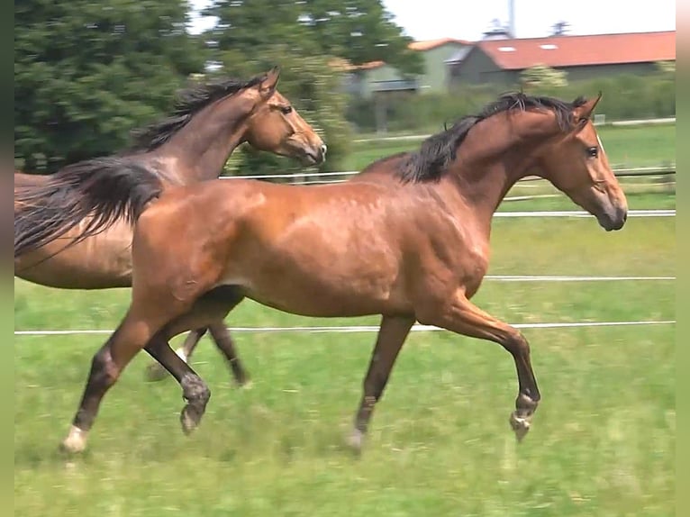 Hannoveraan Ruin 3 Jaar 168 cm Bruin in Ratekau