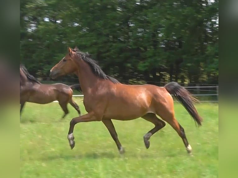 Hannoveraan Ruin 3 Jaar 168 cm Bruin in Ratekau