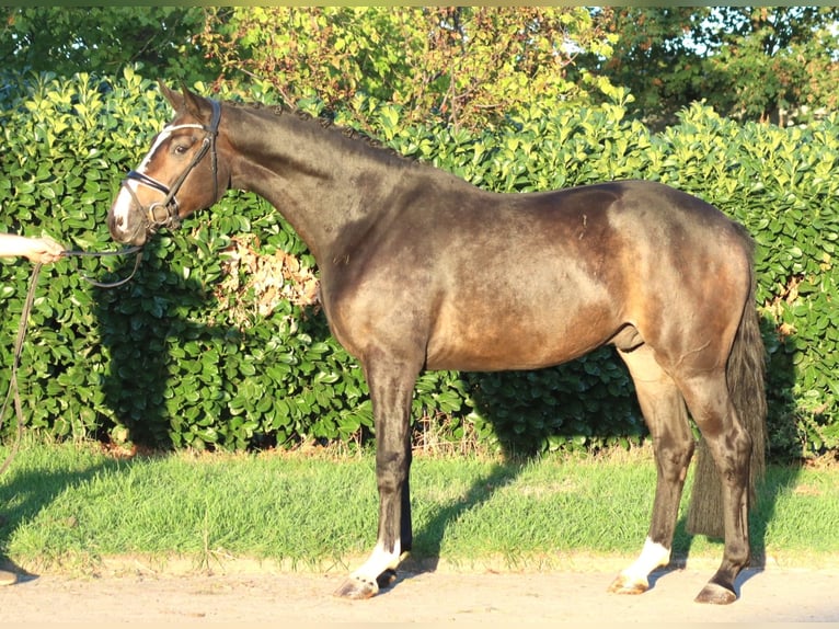 Hannoveraan Ruin 3 Jaar 168 cm Bruin in Selsingen