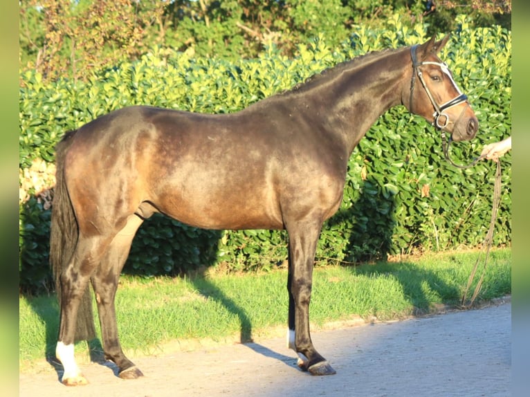 Hannoveraan Ruin 3 Jaar 168 cm Bruin in Selsingen