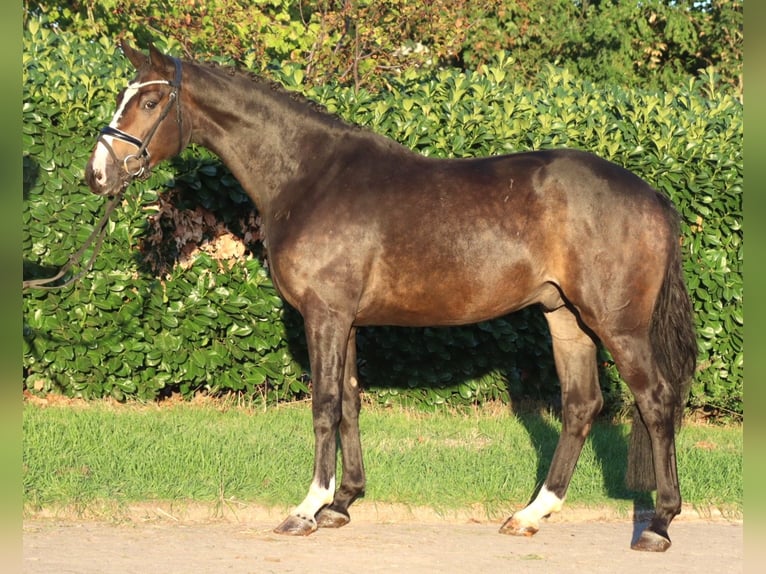 Hannoveraan Ruin 3 Jaar 168 cm Bruin in Selsingen