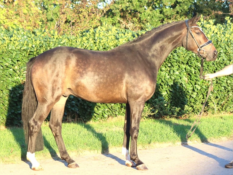 Hannoveraan Ruin 3 Jaar 168 cm Bruin in Selsingen