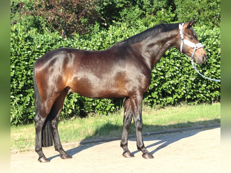 Hannoveraan Ruin 3 Jaar 168 cm Bruin in Selsingen