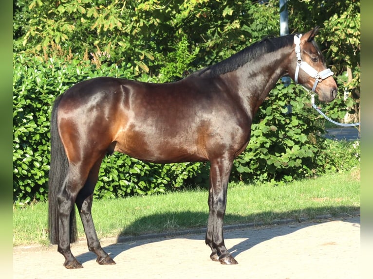 Hannoveraan Ruin 3 Jaar 168 cm Bruin in Selsingen