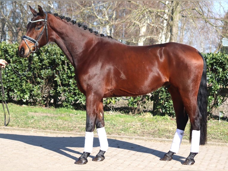 Hannoveraan Ruin 3 Jaar 168 cm Bruin in Selsingen