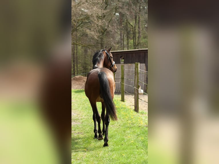 Hannoveraan Ruin 3 Jaar 168 cm Donkerbruin in Bockenem