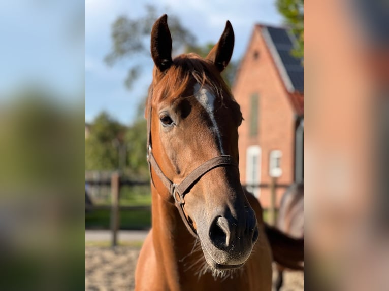 Hannoveraan Ruin 3 Jaar 168 cm Vos in Barenburg