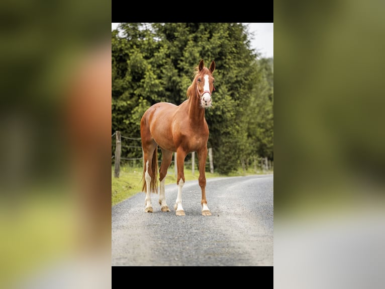 Hannoveraan Ruin 3 Jaar 168 cm Vos in Lohra