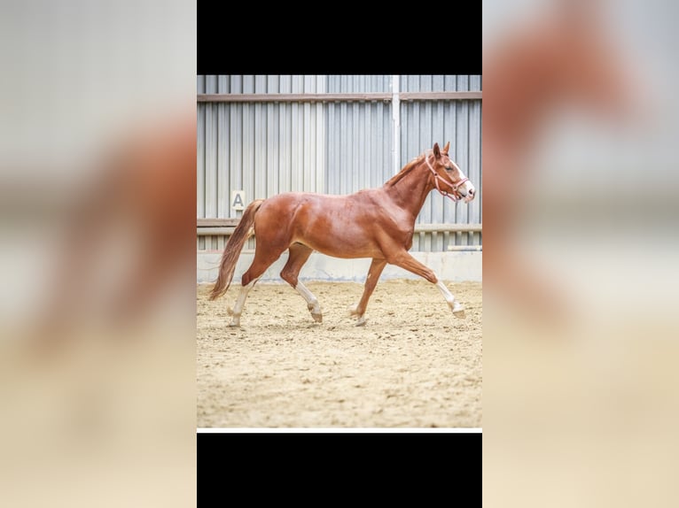 Hannoveraan Ruin 3 Jaar 168 cm Vos in Lohra