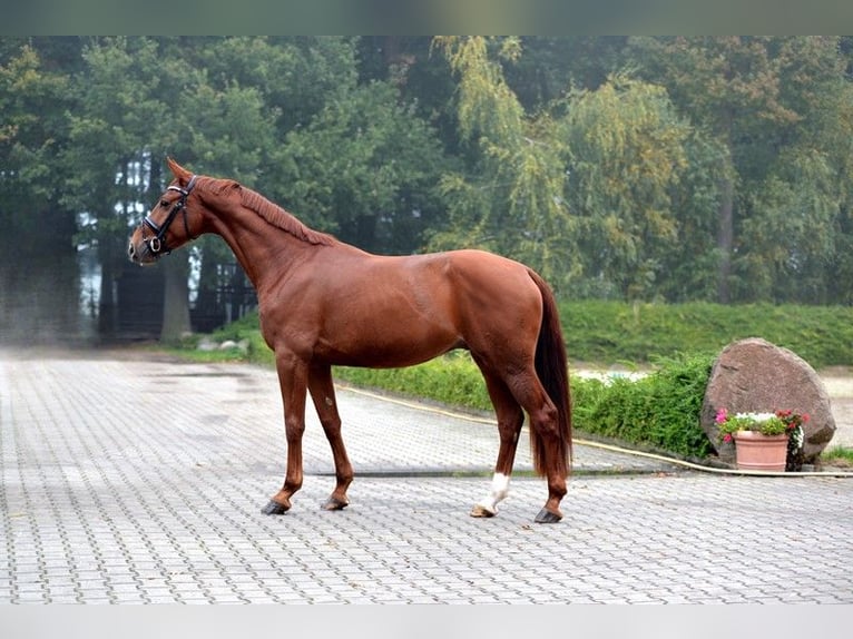 Hannoveraan Ruin 3 Jaar 168 cm Vos in Visbek