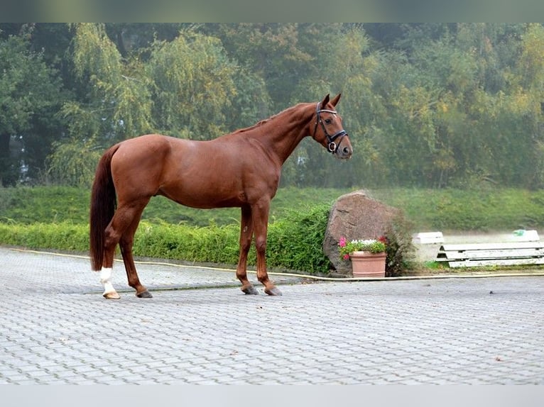 Hannoveraan Ruin 3 Jaar 168 cm Vos in Visbek