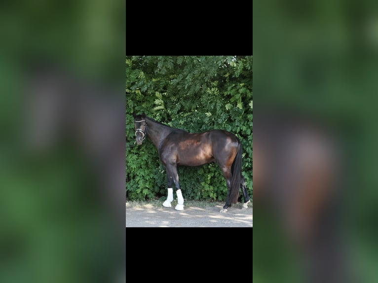 Hannoveraan Ruin 3 Jaar 168 cm Zwart in Moers