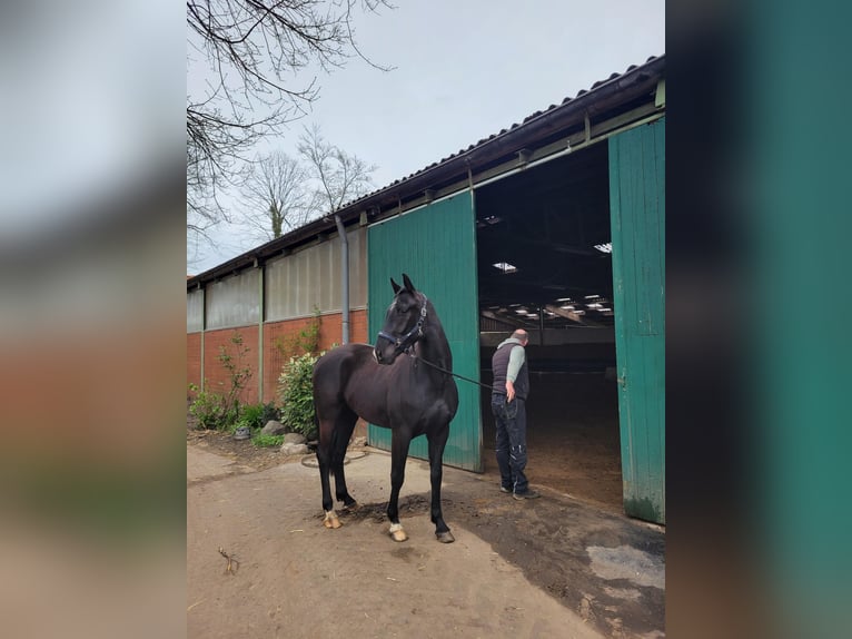 Hannoveraan Ruin 3 Jaar 168 cm Zwart in 48143