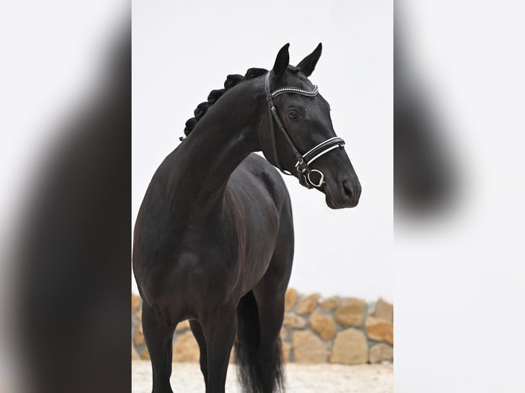 Hannoveraan Ruin 3 Jaar 168 cm Zwartbruin in Tauberrettersheim