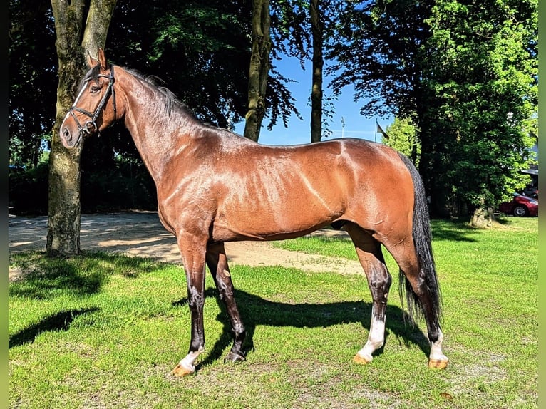 Hannoveraan Ruin 3 Jaar 169 cm Bruin in Drochtersen