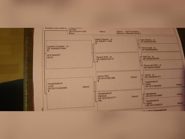 Hannoveraan Ruin 3 Jaar 169 cm Bruin in Drochtersen