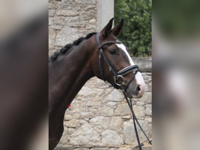 Hannoveraan Ruin 3 Jaar 169 cm Bruin in Rosdorf