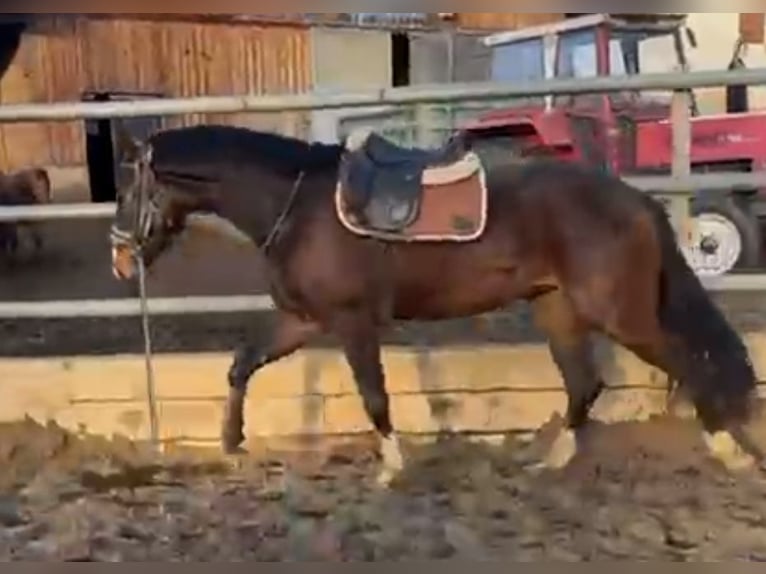 Hannoveraan Ruin 3 Jaar 169 cm Bruin in Wolfsbach