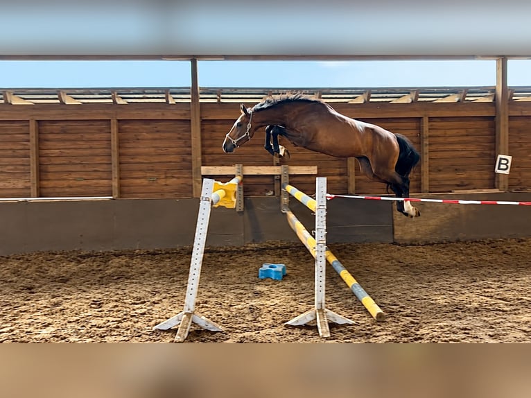 Hannoveraan Ruin 3 Jaar 169 cm Bruin in Oerel
