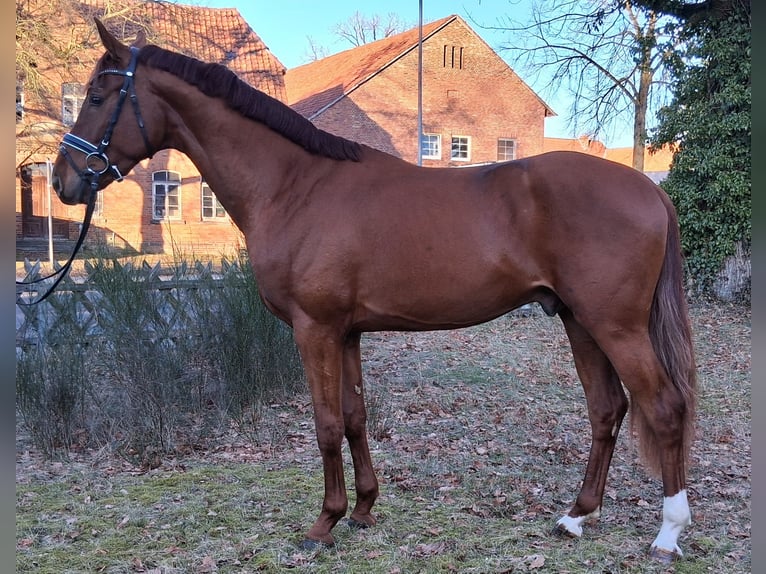 Hannoveraan Ruin 3 Jaar 169 cm Vos in Nienhagen