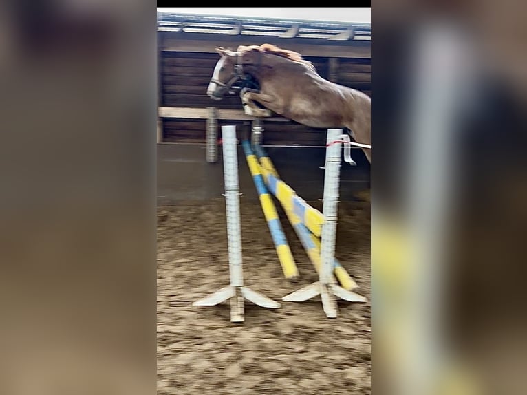 Hannoveraan Ruin 3 Jaar 169 cm Vos in Oerel