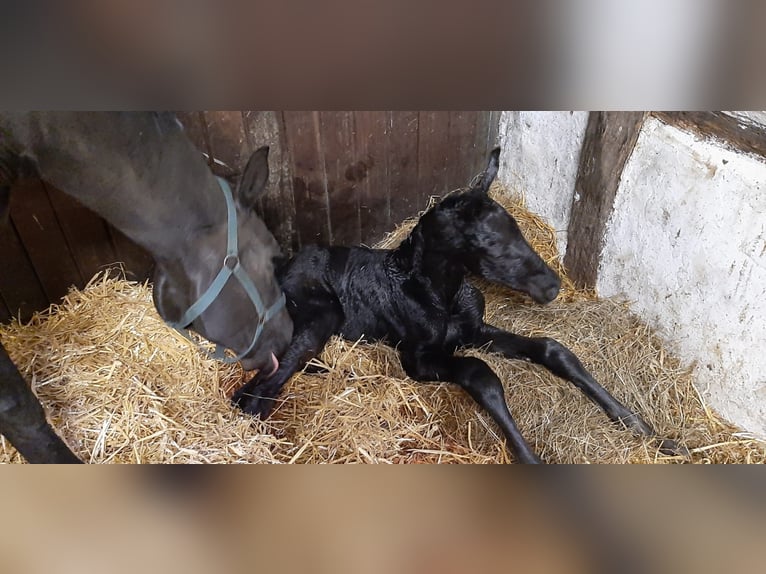 Hannoveraan Ruin 3 Jaar 169 cm Zwart in Walsrode