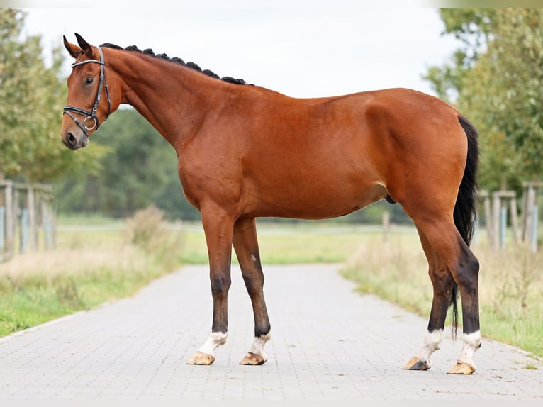 Hannoveraan Ruin 3 Jaar 170 cm Bruin in L&#xF6;wenberger Land